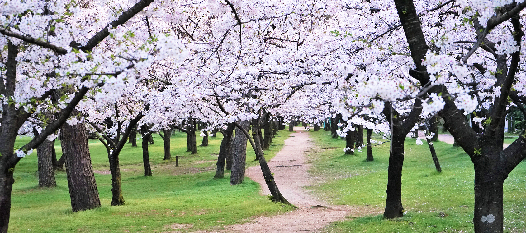 浜寺公園の桜道